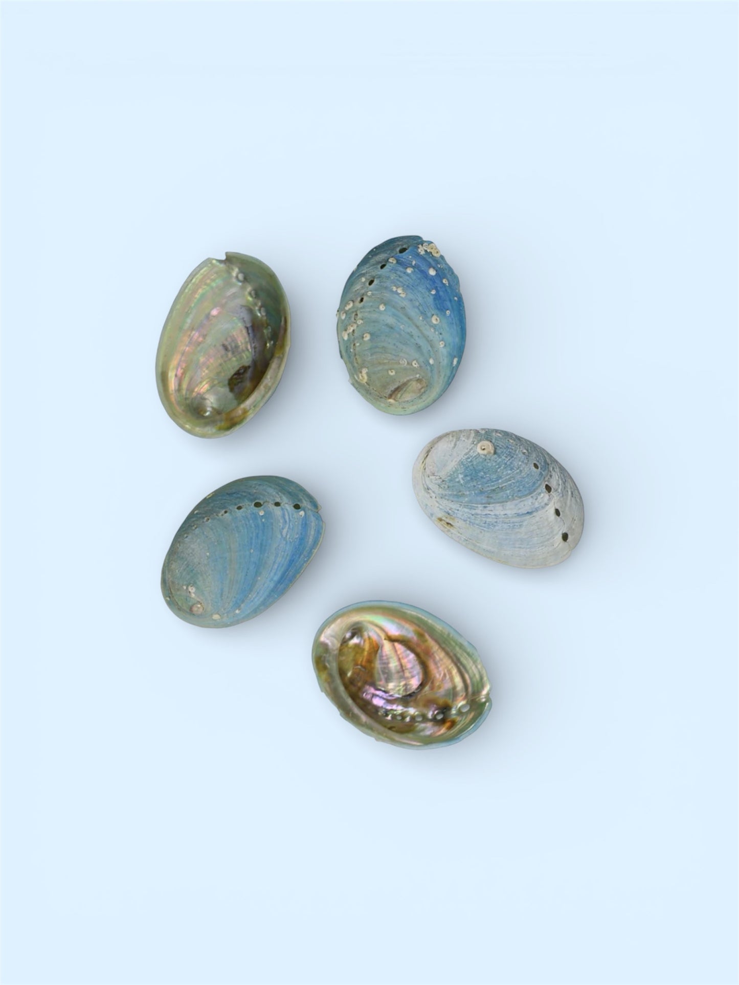 Pāua Silver Necklace - Limited Edition